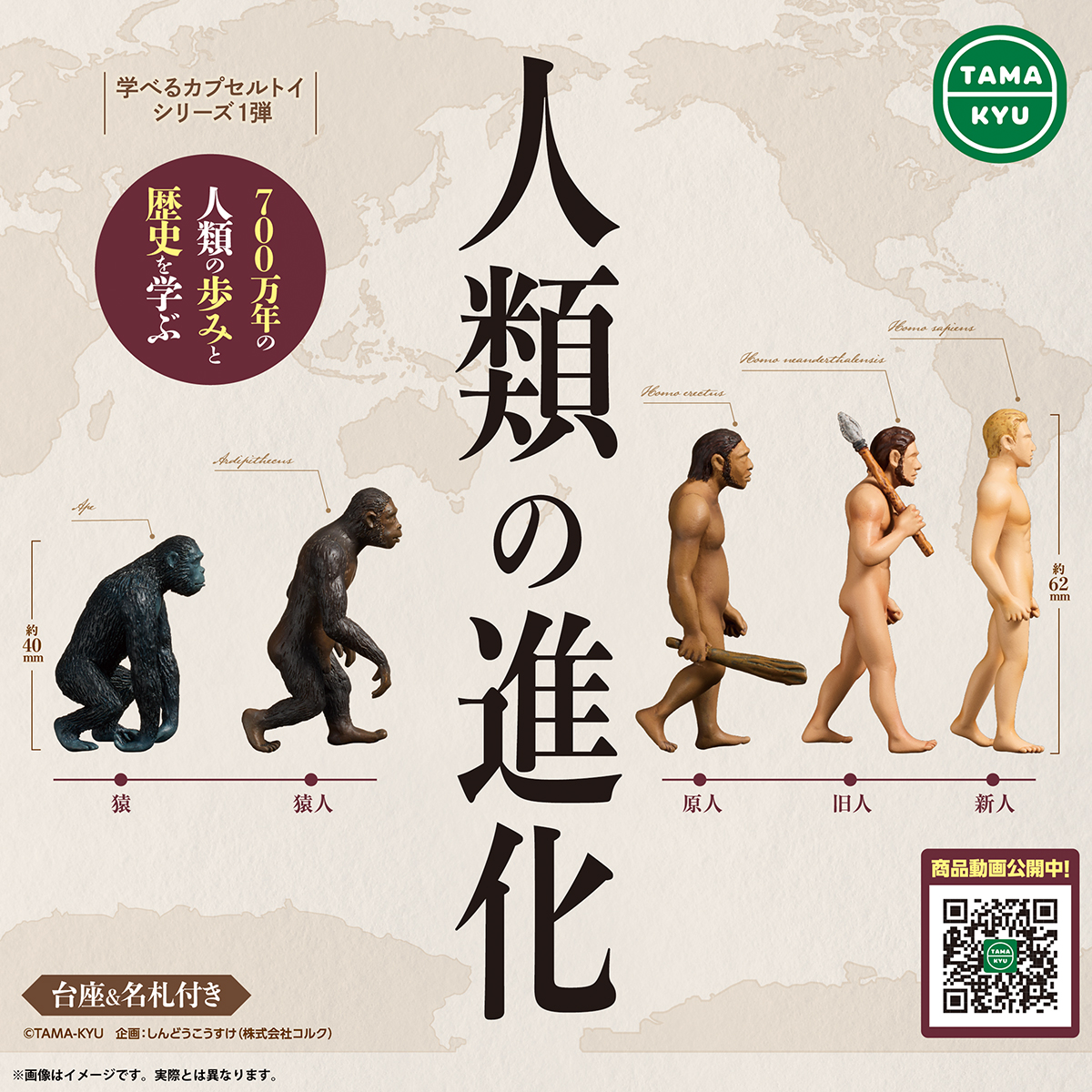 人間 の 進化
